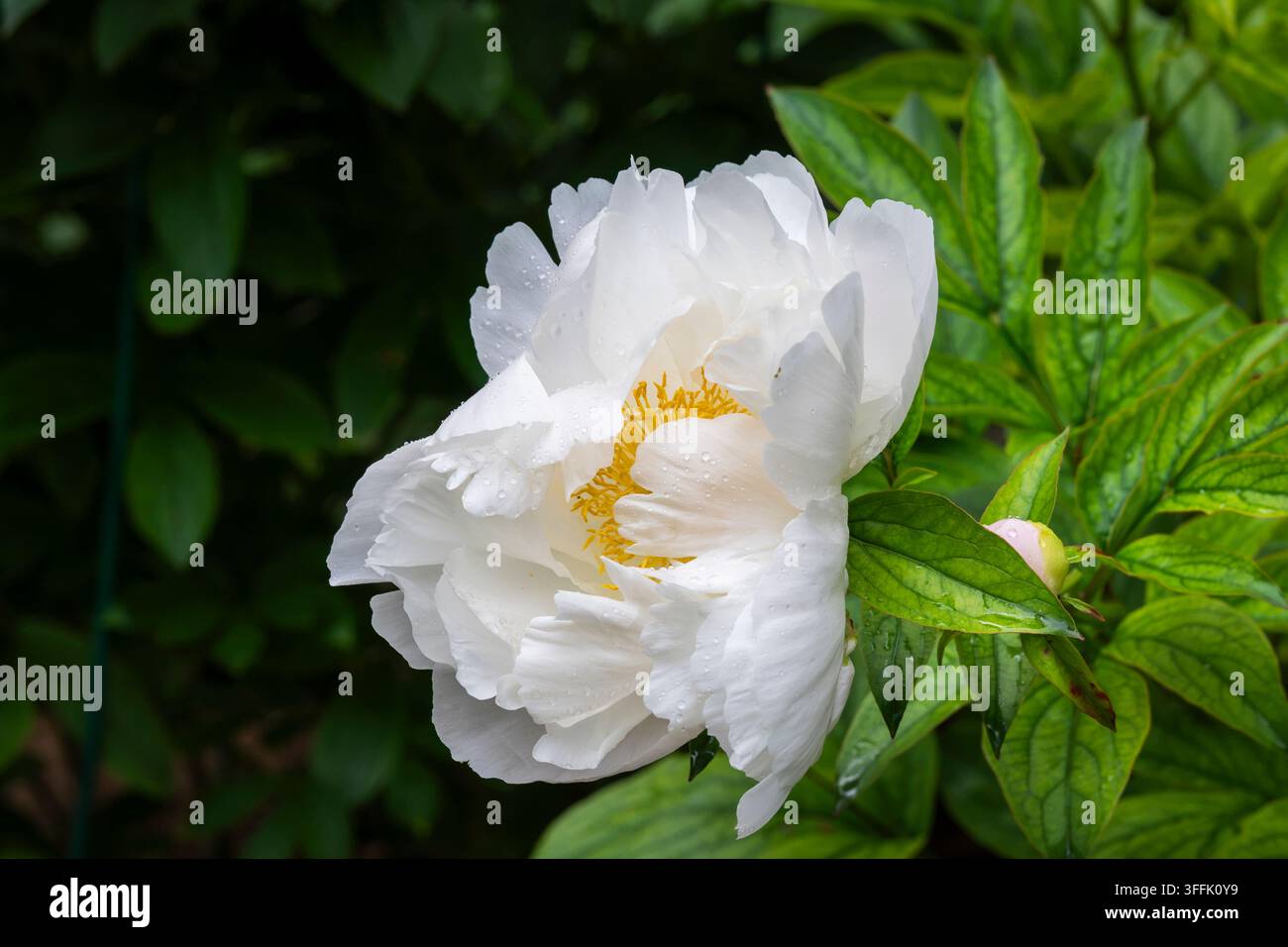 Paeonia lactiflora ‘Miss America’, une grande pivoine herbacée semi-doublée avec des pétales d’un blanc pur entourant un centre de étamines jaune doré proéminent Banque D'Images