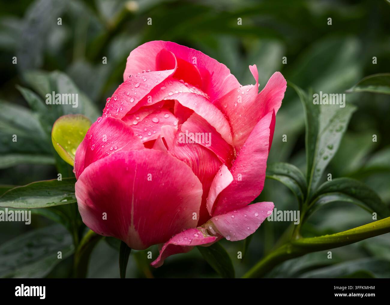 Paeonia ‘Coral Charm‘, une grande pivoine hybride herbacée semi-doublée avec des pétales rose corail vifs entourant un centre doré chaleureux. Banque D'Images