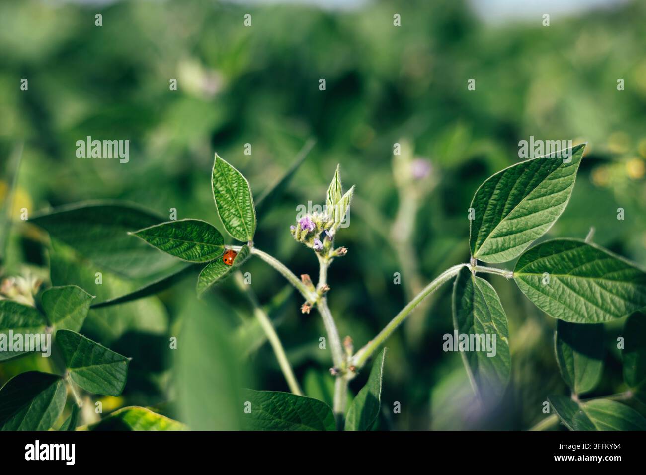 Coccinelle sur des feuilles de soja vertes dans un champ ensoleillé Banque D'Images