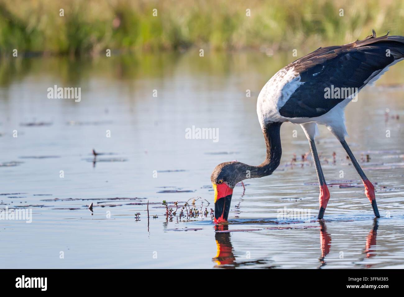 Cigogne à bec semé pêchant dans les zones humides du delta de l'Okavango, en Afrique Banque D'Images