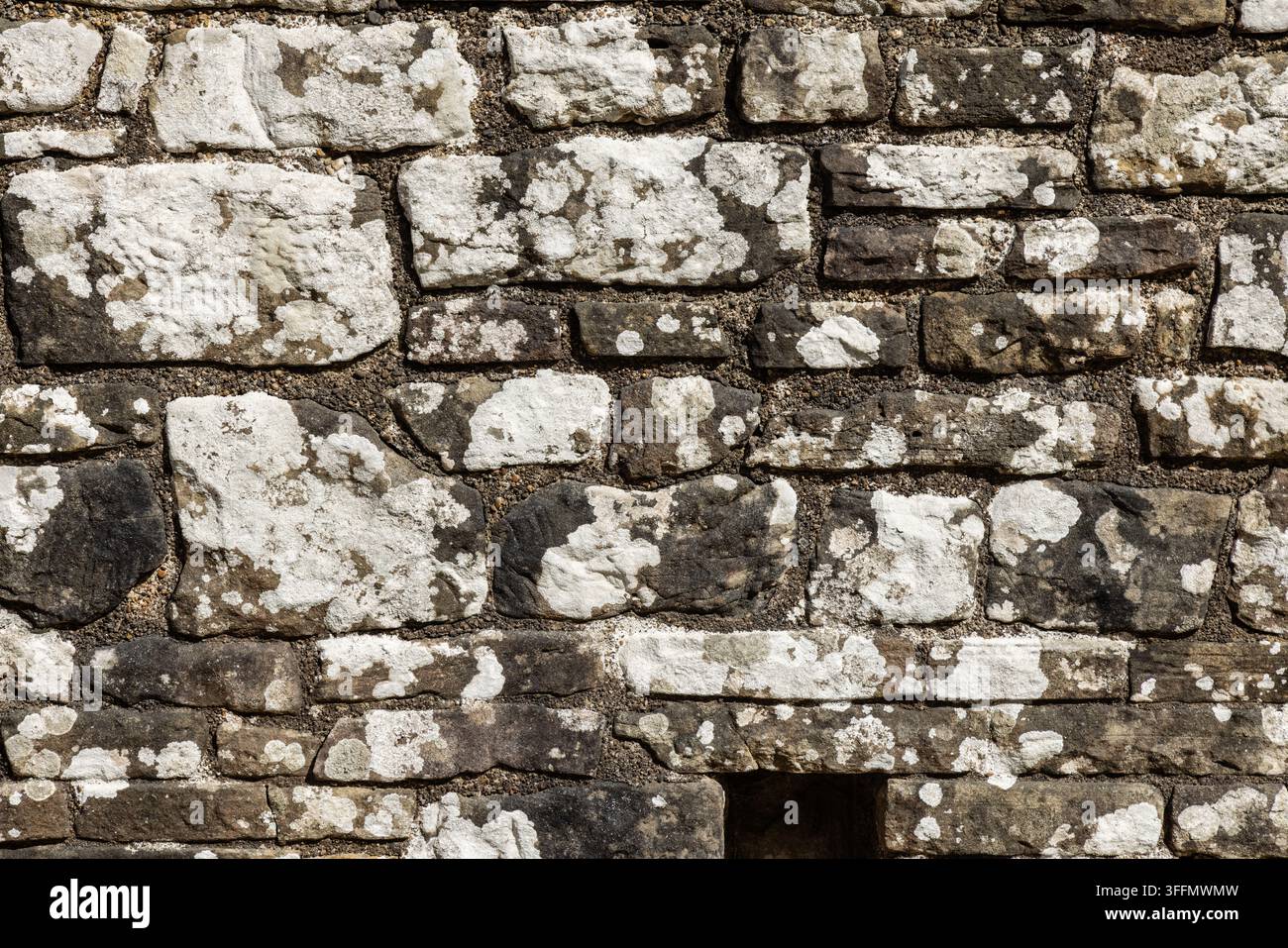 Lichen gris pâle encroûté poussant sur un mur à Tintern Abbey, Tintern, Monmouthshire, Pays de Galles, Royaume-Uni Banque D'Images