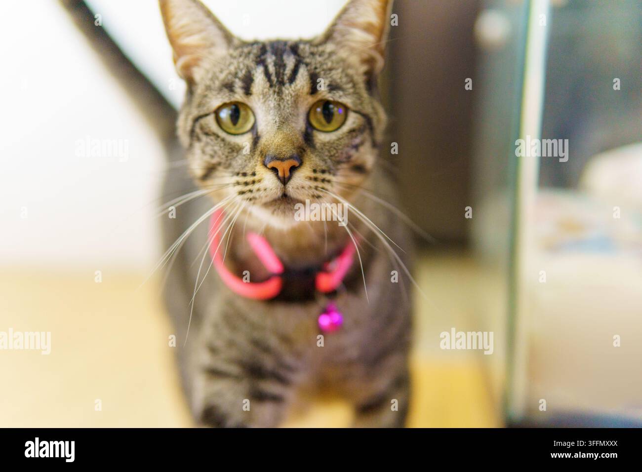 Felin domestique à poils rayés et collier rose regardant directement le spectateur Banque D'Images