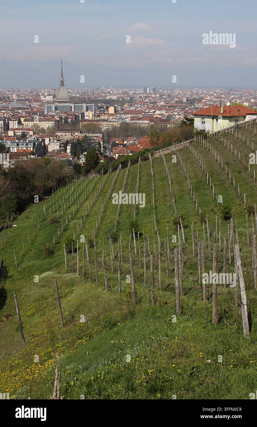 Le vignoble historique sur les terrains de la Villa della Regina, avec une vue sur Turin et la Mole Antonelliana en arrière-plan. Banque D'Images
