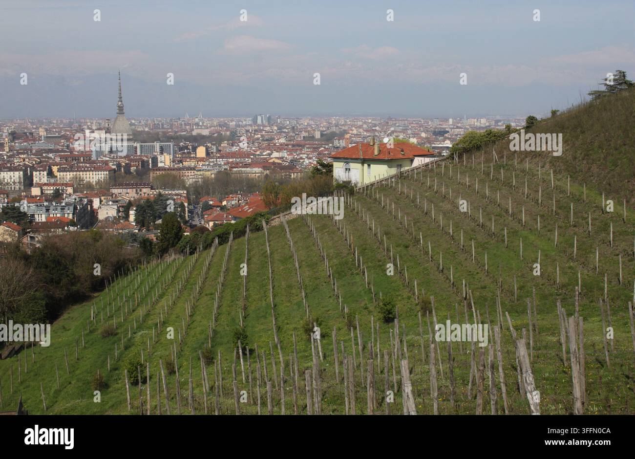 Le vignoble historique sur les terrains de la Villa della Regina, avec une vue sur Turin et la Mole Antonelliana en arrière-plan. Banque D'Images