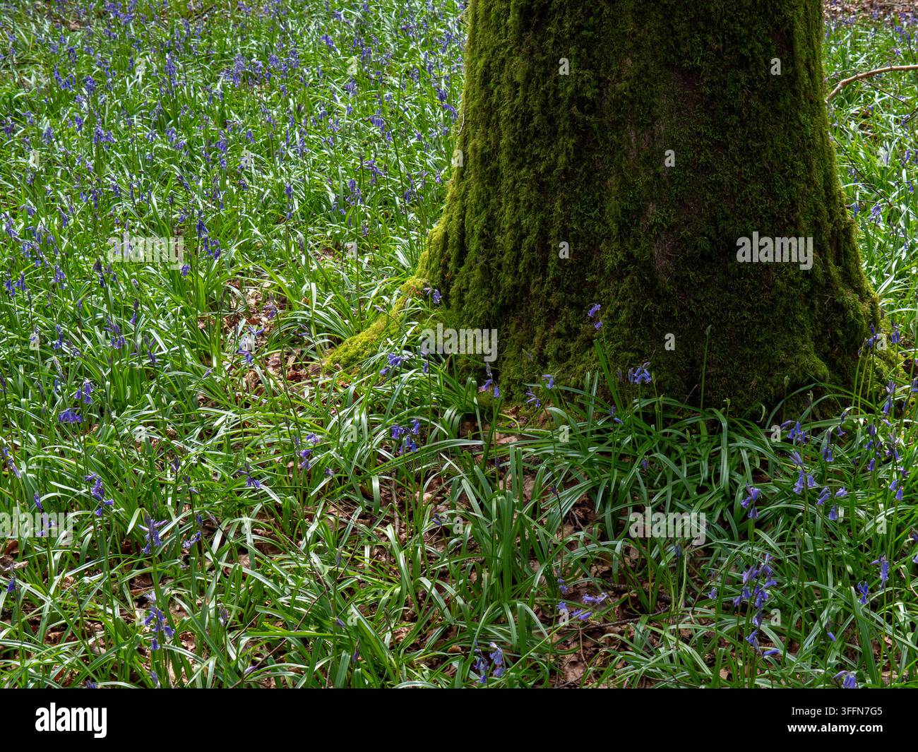Base d'arbre recouverte de mousse entourée de jacinthes. Banque D'Images