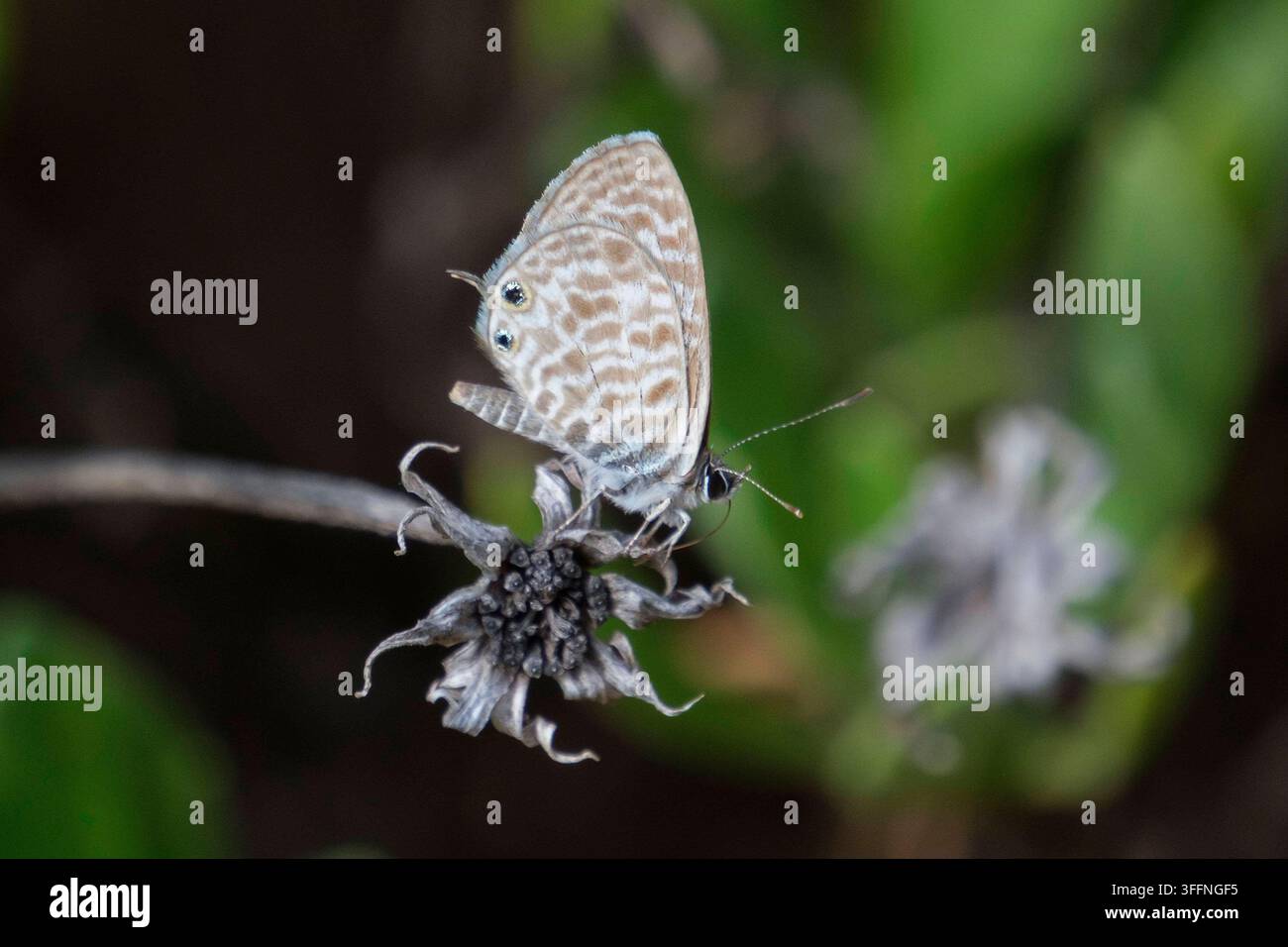 Un petit Azuré Leptotes pirithous repose avec les ailes fermées sur un épi de fleurs séché. Le revers des ailes montre le motif caractéristique de l’espèce : un brun gris pâle avec de fines lignes ondulées et des points oculaires sur l’aile postérieure. *** Un Lang s azuré à queue courte Leptotes pirithous repose avec les ailes fermées sur un épi de fleurs séché. Le revers des ailes montre le motif caractéristique de l’espèce : un brun gris pâle avec de fines lignes ondulées et des points oculaires sur l’aile postérieure. Alicante Espagne, Espagne GMS21067 Banque D'Images
