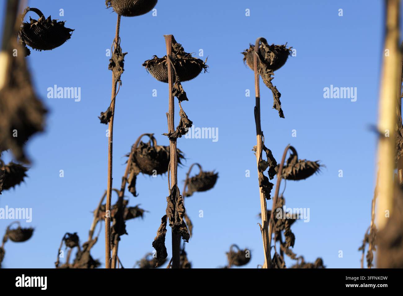 Les plants de tournesol séchés se dressent hauts dans un champ contre un ciel bleu clair, illustrant la fin du cycle agricole et l'essence de la décomposition automnale Banque D'Images