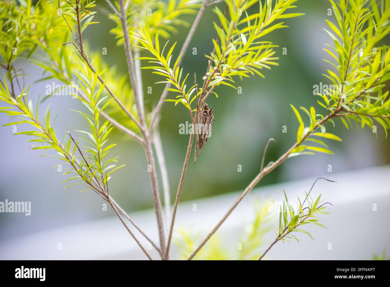 Présentation en gros d'un casier de psylle (Psychidae) fait de petits bâtons et de brindilles suspendu à une branche de plante dans un jardin. Concept de camouflage d'insectes, nature Banque D'Images