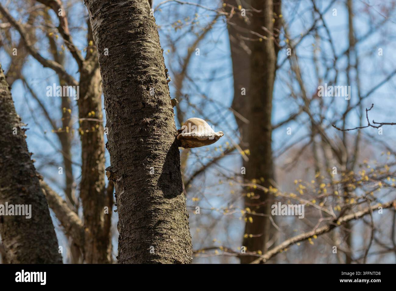 Champignon en bois, ressemblant à un polypore de bouleau ou à un champignon d'étagère apparenté croissant sur un tronc d'arbre Banque D'Images