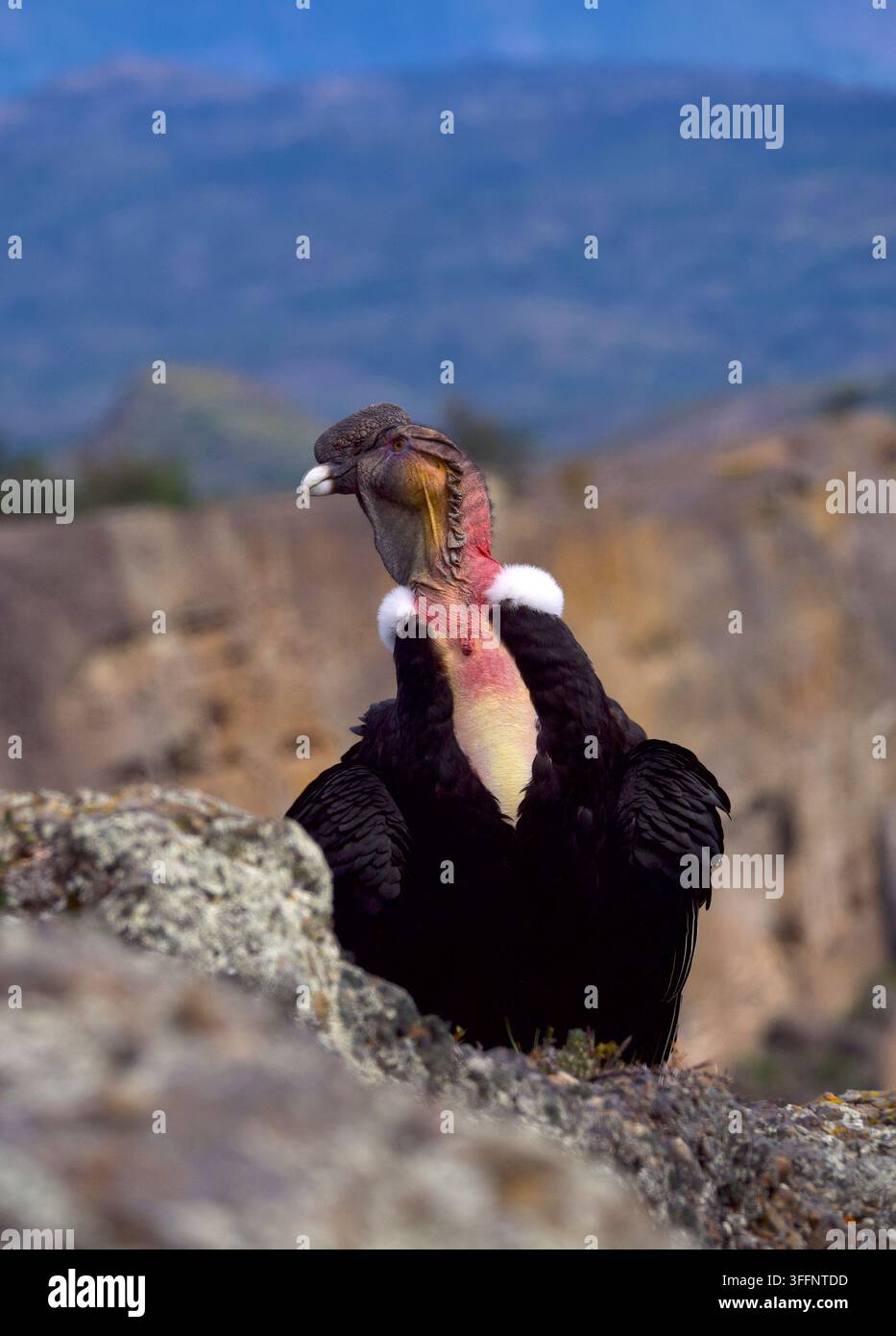 Condor des Andes mâle adulte debout au sommet du Mt Cerro Benitez regardant de côté. Banque D'Images