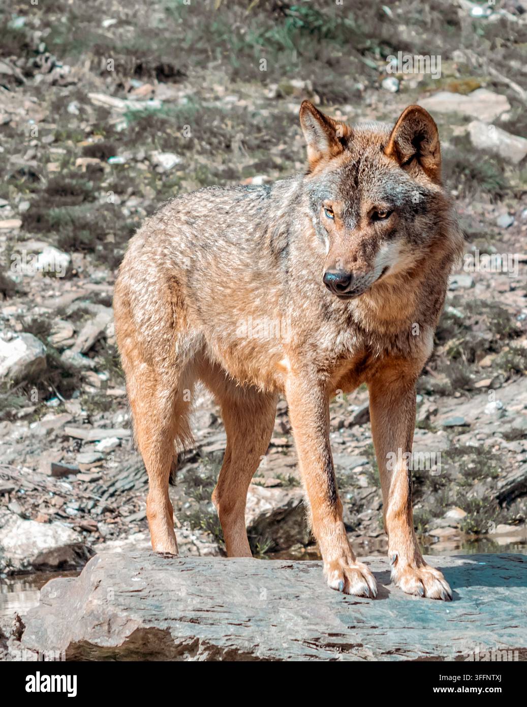 Portrait d'un loup sauvage fixant intensément au loin Banque D'Images