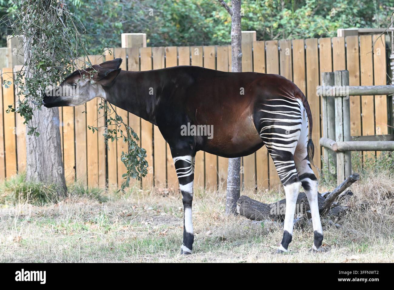Okapi (Okapia johnstoni) mangeant des feuilles d'arbre au Zoo de Londres Banque D'Images