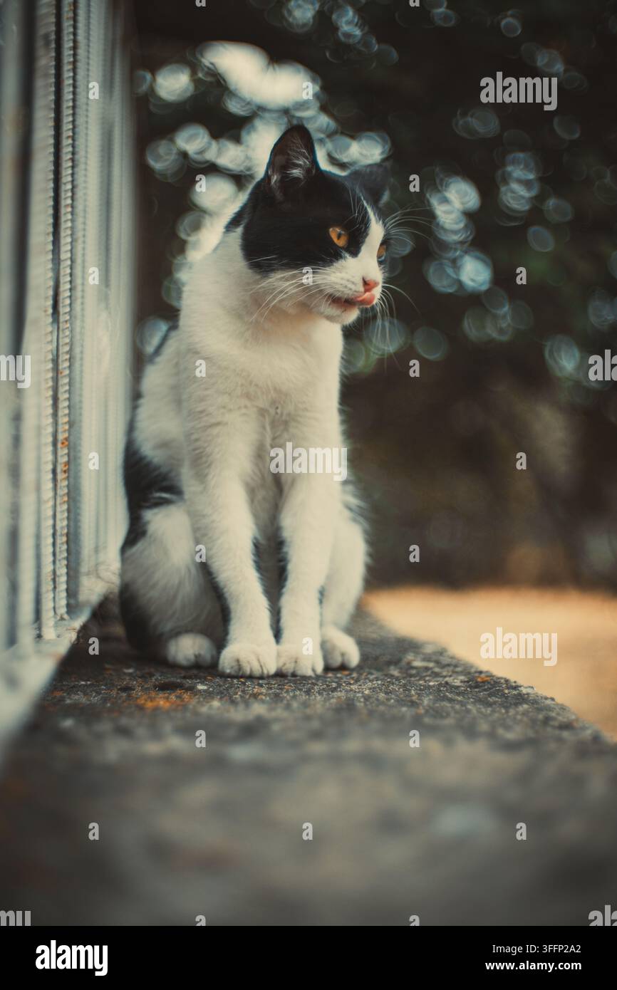 Chat noir et blanc aux yeux jaunes assis sur un rebord en béton. Banque D'Images