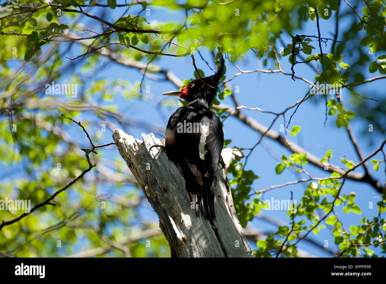 Pic Magellan femelle assis au sommet d'un hêtre du Sud mort. Banque D'Images