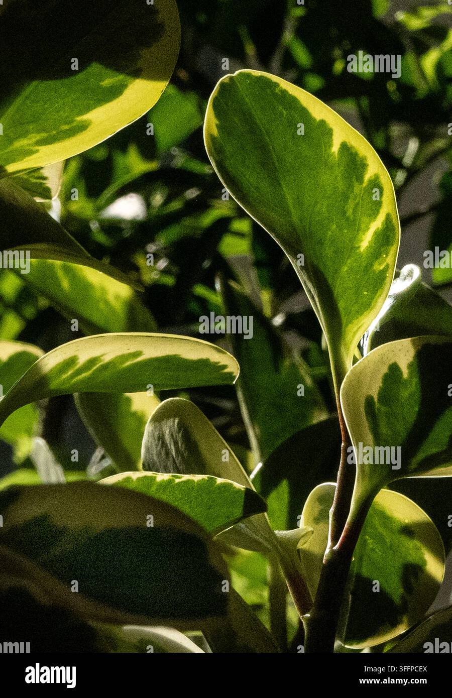 Un bébé caoutchouc panaché (Peperomia obtusifolia variegata), Banque D'Images