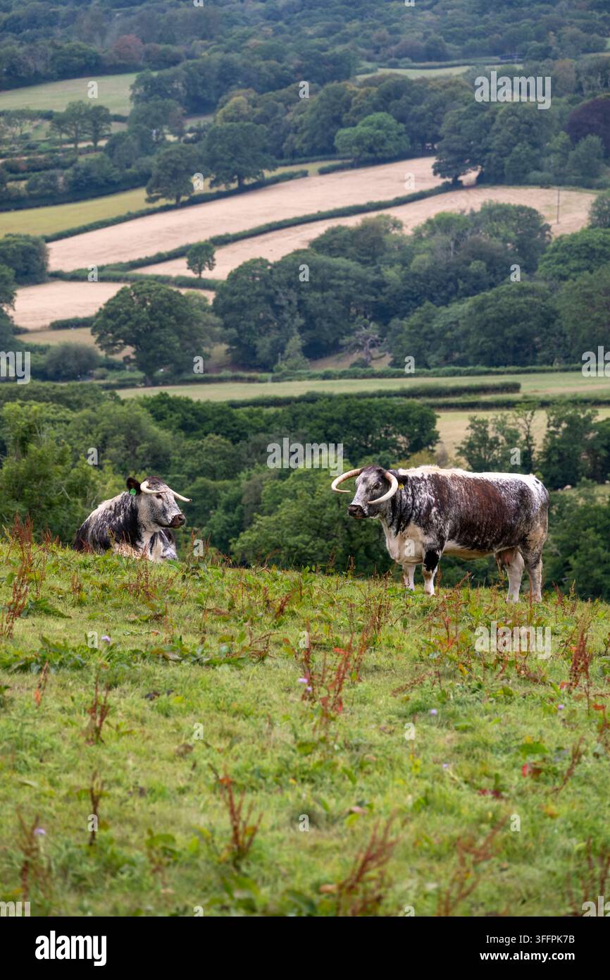 Deux vaches Longhorn anglaises aux cornes courbées distinctives se tiennent dans un champ herbeux, surplombant un paysage rural pittoresque avec des champs cultivés et des arbres Banque D'Images