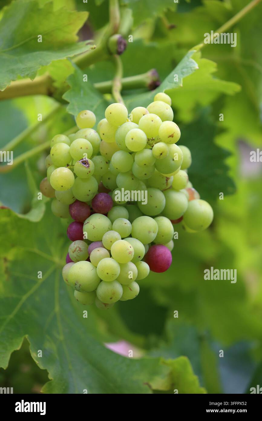 Bouquet de raisins mûrissant sur la vigne. Banque D'Images