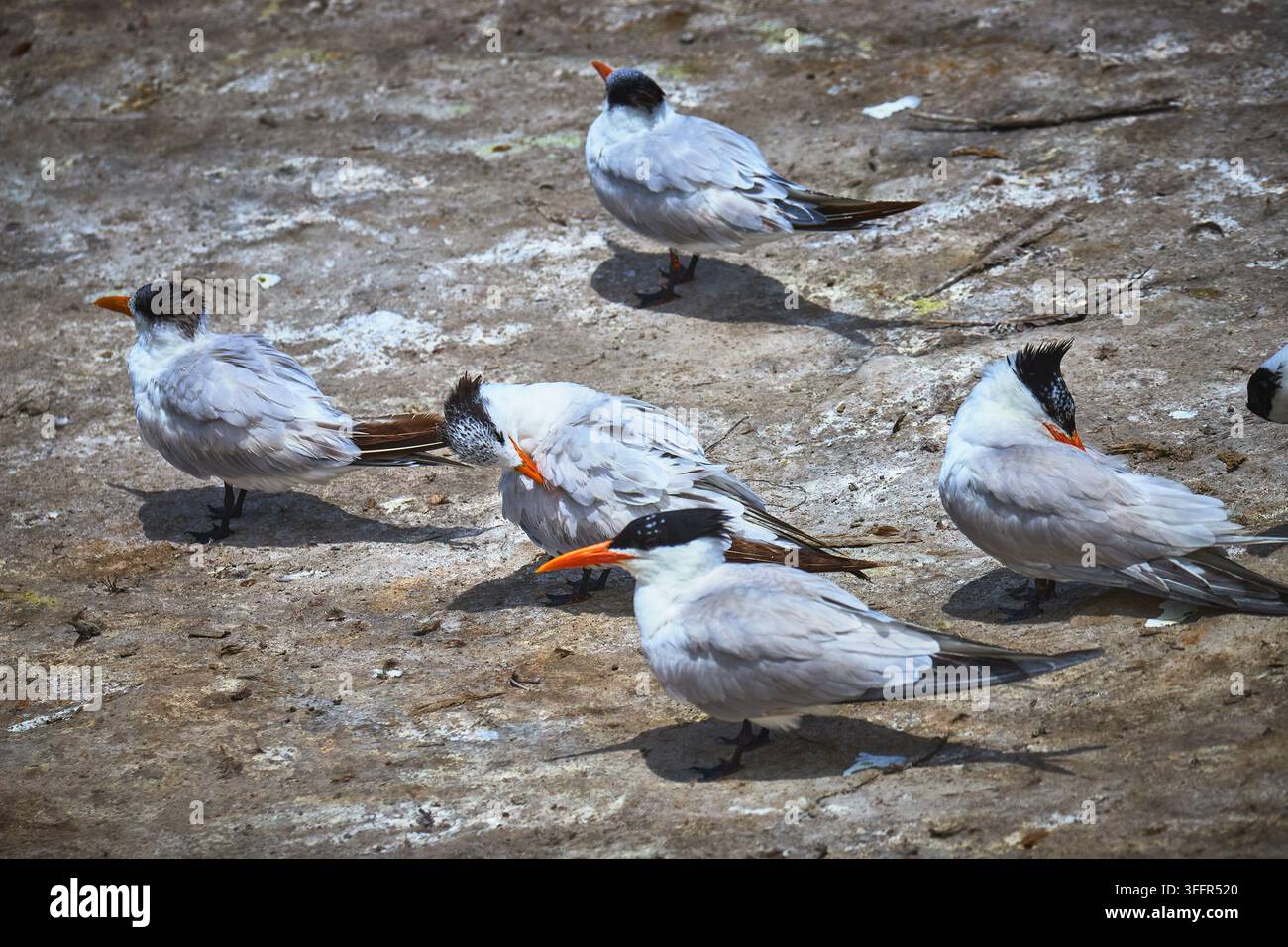 Un groupe de sternes aux becs orange vifs se rassemble sur la plage de sable de La Jolla San Diego. La scène capture la faune côtière et l'atmosphère calme de l'océan Banque D'Images