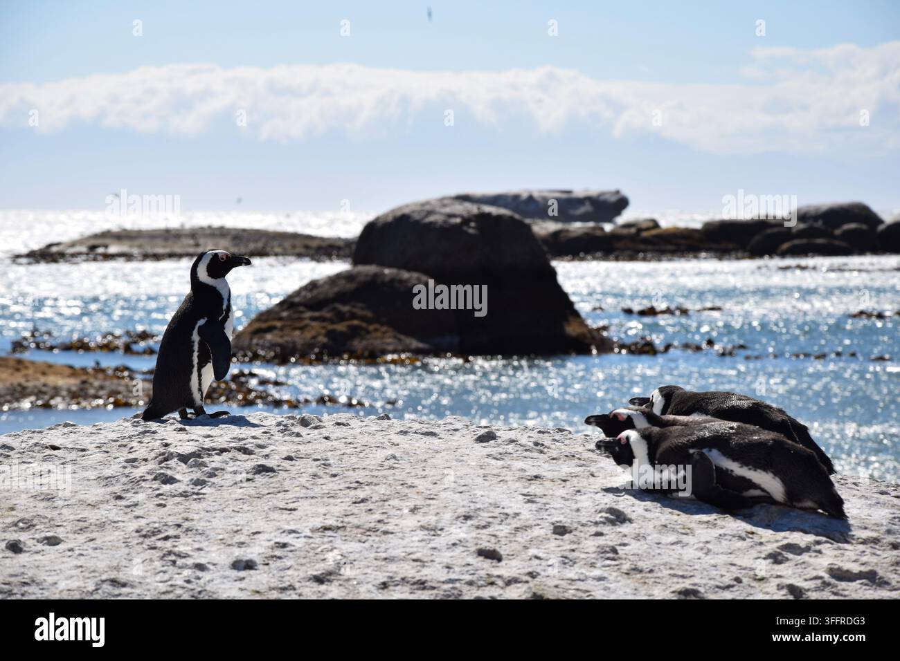 Quatre manchots du Cap sur des rochers, trois ensemble et un seul debout à l'écart, à Boulders Beach en Afrique du Sud Banque D'Images