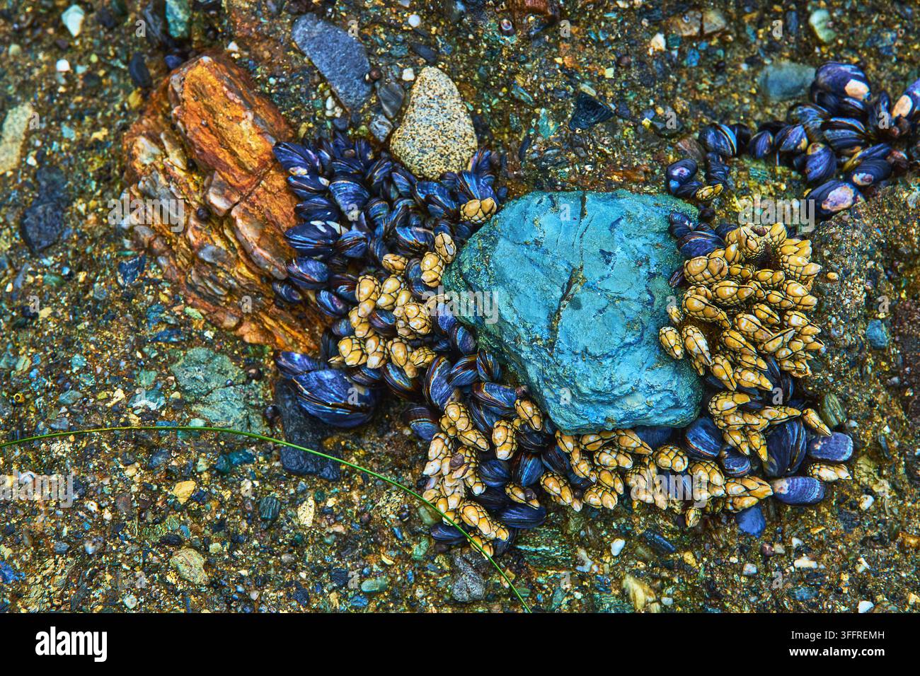 Moules de la mare, bernacles et rochers colorés en gros plan à Laguna Beach, Californie Banque D'Images