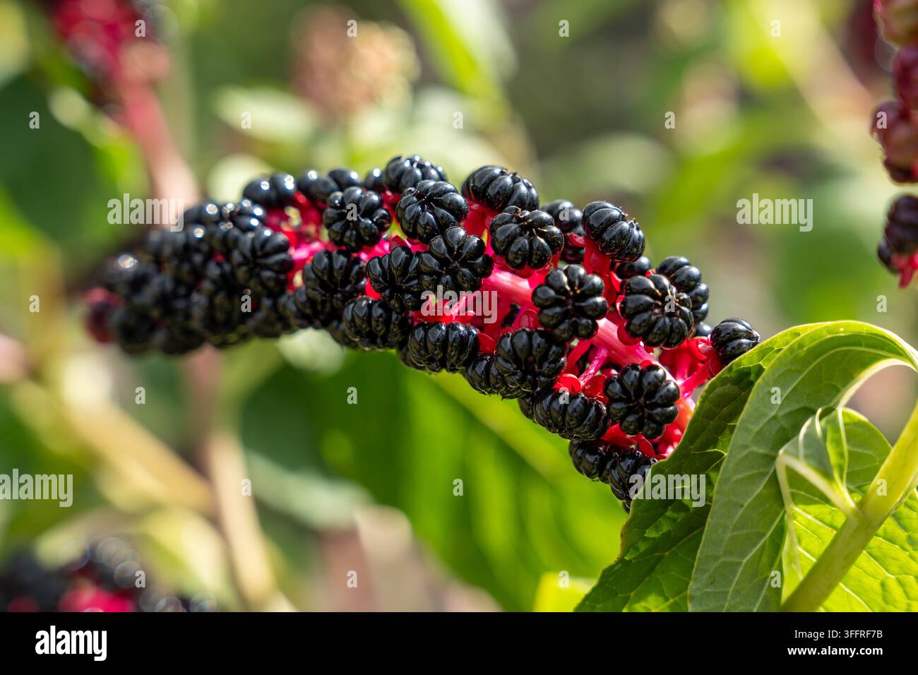 Une grappe de mûres mûres remplit le premier plan avec des drupes sombres et des tiges rouges vives lors d'une étude botanique. Le fruit de mûre reste attaché au feuillage Banque D'Images