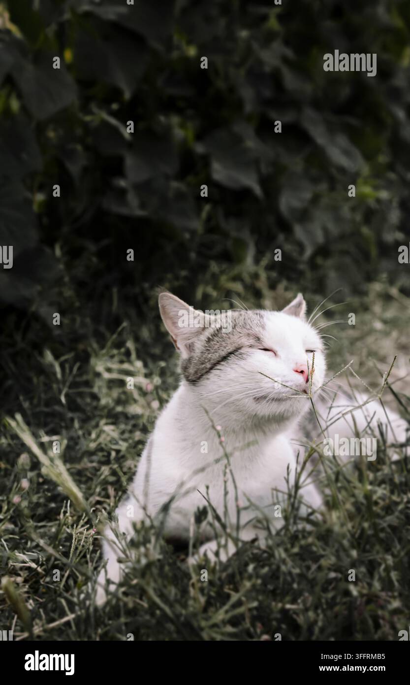 Un chat blanc et gris satisfait plisse les yeux dans un jardin luxuriant. Parfait pour les marques de santé pour animaux, le contenu vétérinaire et le marketing axé sur un l confortable Banque D'Images