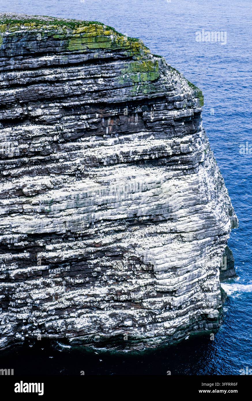 Falaise rugueuse de piles de mer animée par une colonie d’oiseaux marins de multiples espèces nichant sur des rebords rocheux étroits dans les îles Shetland, Écosse, Royaume-Uni. Banque D'Images