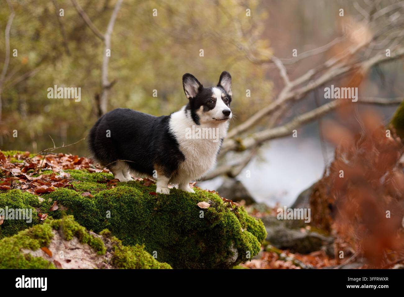 Un Corgi noir et blanc se tient en alerte sur un rocher couvert de mousse sous une lumière dorée de la forêt. L'arrière-plan est rempli de feuilles jaunes et d'arbres flous. Banque D'Images