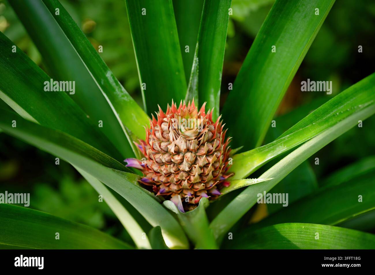 Un jeune fruit d'ananas rougeâtre avec des fleurs violettes poussant au centre de longues feuilles vertes sur une plante Ananas comosus Banque D'Images