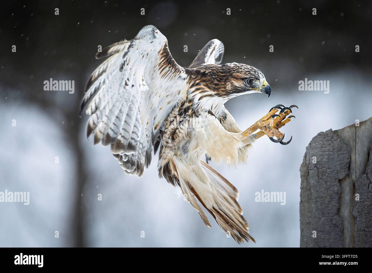 Cliché d'action dramatique d'un faucon à queue rousse adulte (Buteo jamaicensis) en plein vol, étendant ses serres acérées et déployant ses puissantes ailes ju Banque D'Images