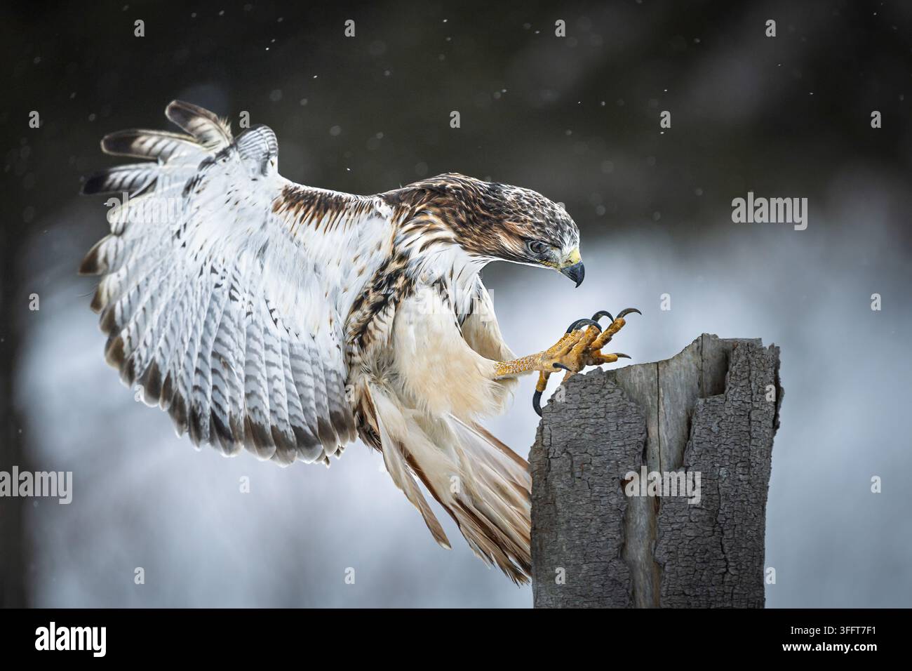 Cliché d'action dramatique d'un faucon à queue rousse adulte (Buteo jamaicensis) en plein vol, étendant ses serres acérées et déployant ses puissantes ailes ju Banque D'Images