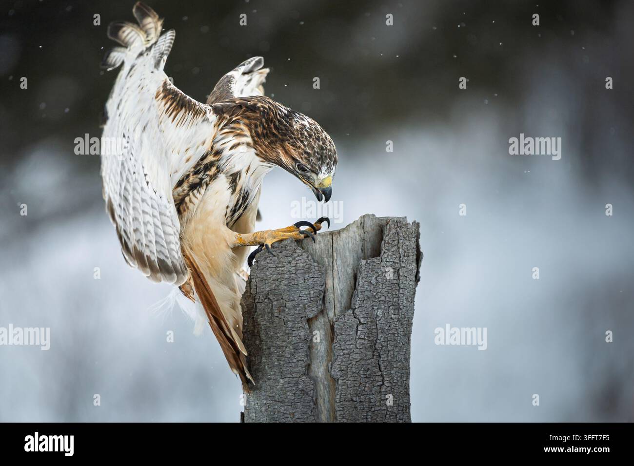 Cliché d'action dramatique d'un faucon à queue rousse adulte (Buteo jamaicensis) en plein vol, étendant ses serres acérées et déployant ses puissantes ailes ju Banque D'Images