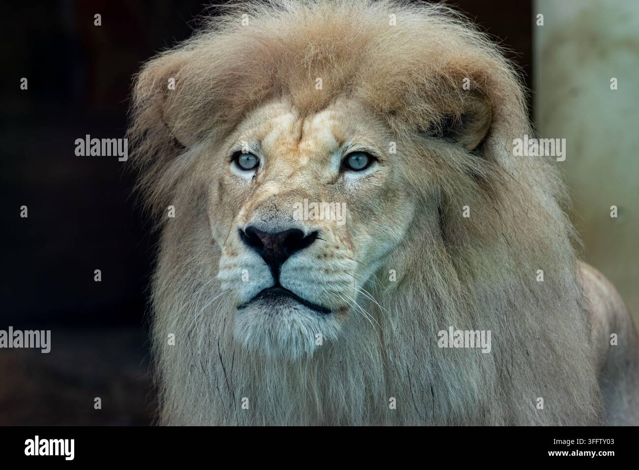 Portrait de tête de lion mâle aux yeux clairs en gros plan Banque D'Images