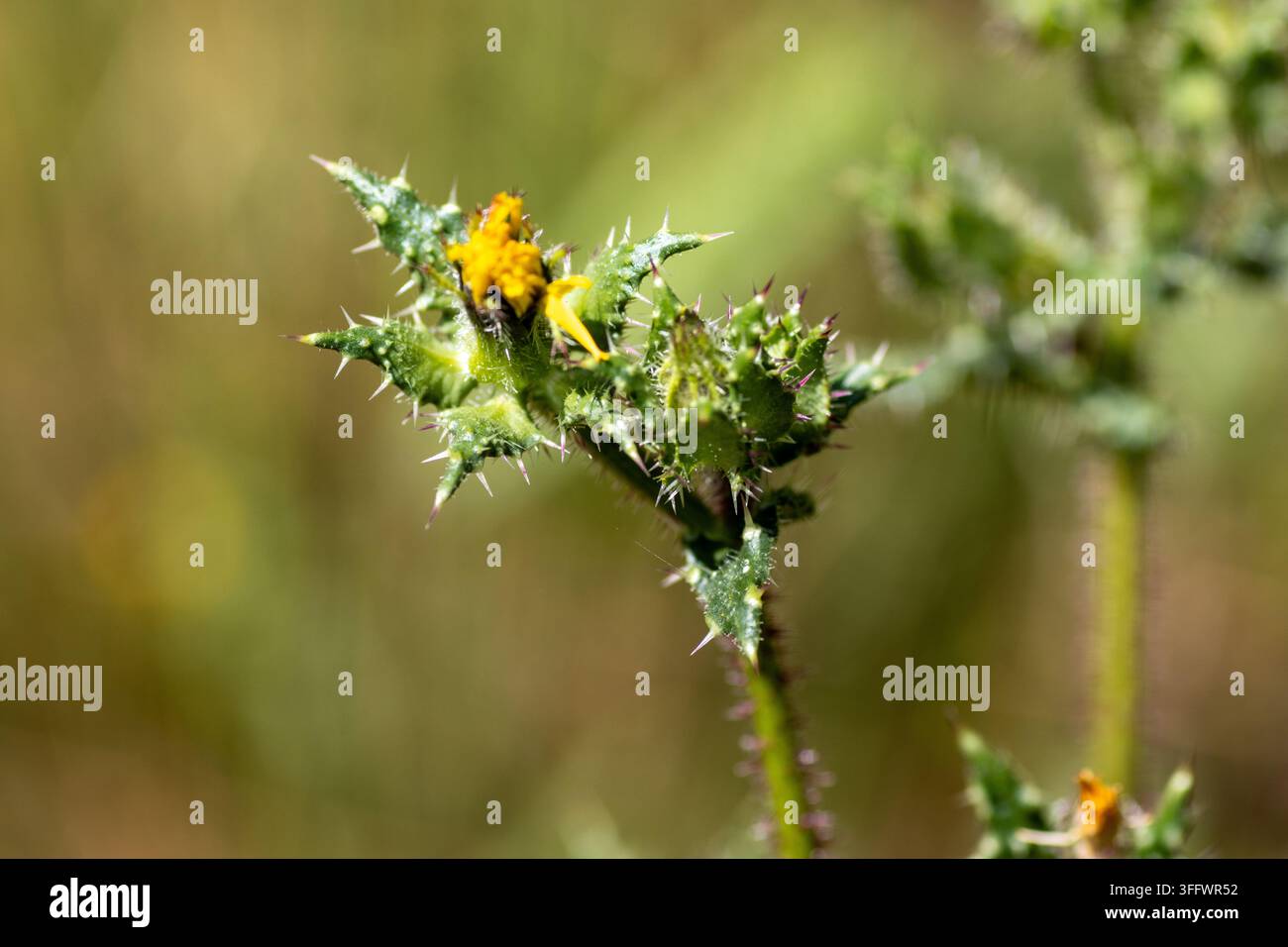 fleurs jaunes de chardonneau rugueux (Sonchus asper) au parc CCA, Cullompton, Devon, Royaume-Uni Banque D'Images