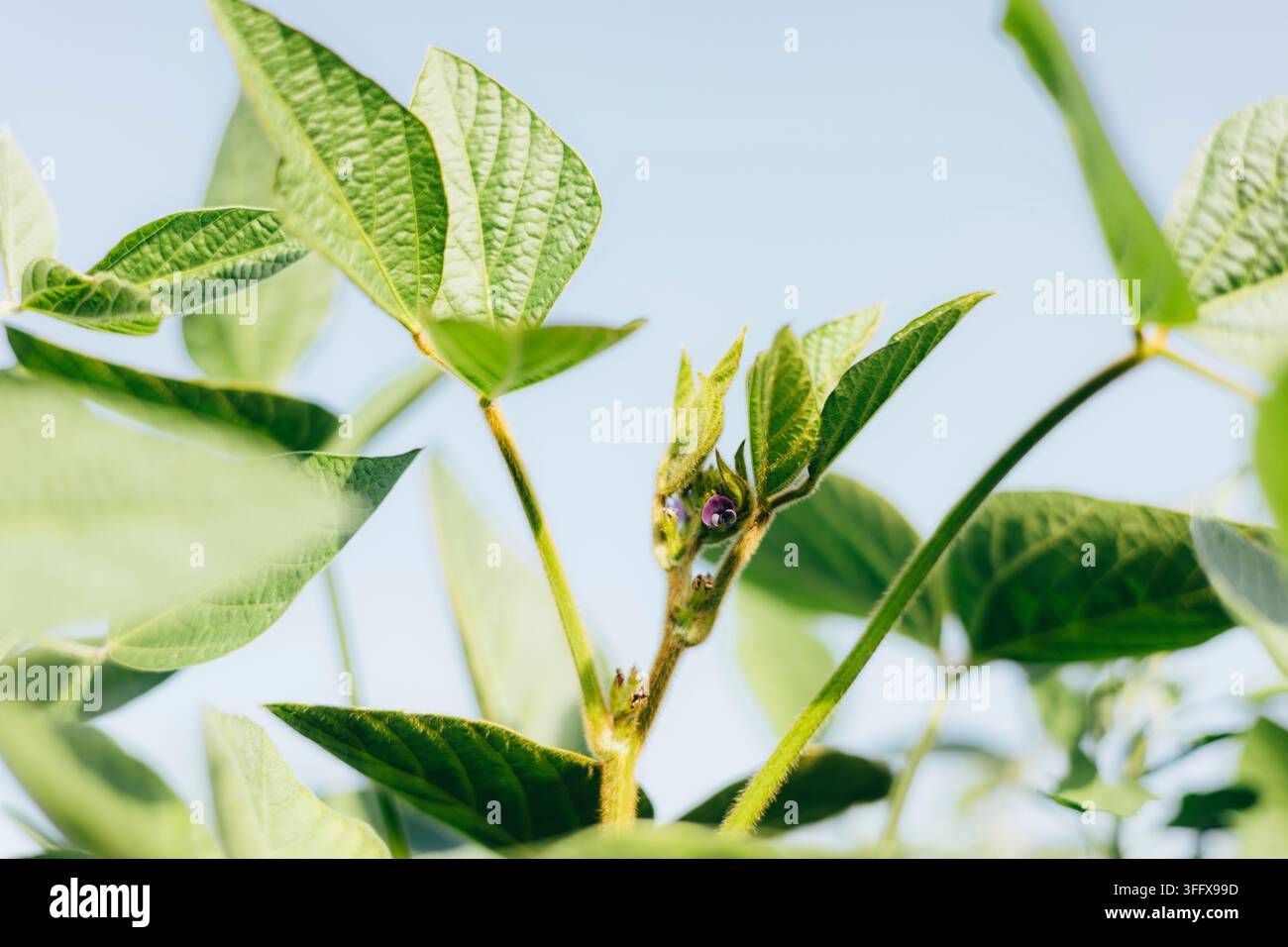 Jeune plante de soja avec de nouvelles feuilles sous un soleil éclatant Banque D'Images