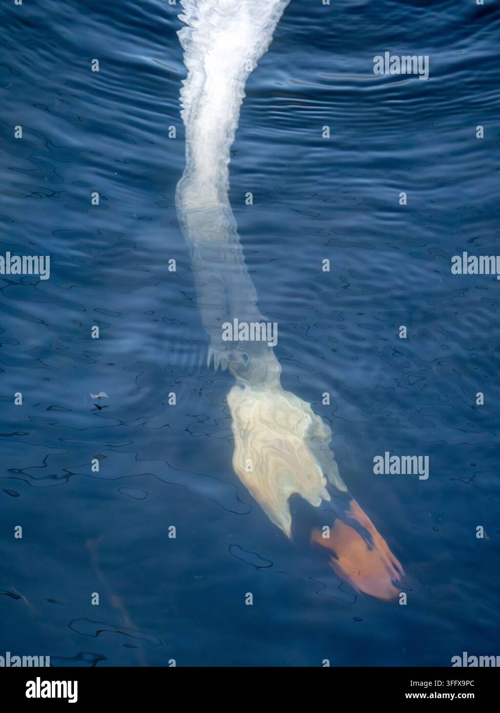 Abstrait de la tête et du cou d'un cygne tuberculé adulte alors qu'il cherche de la nourriture sur le lit de la rivière. Banque D'Images