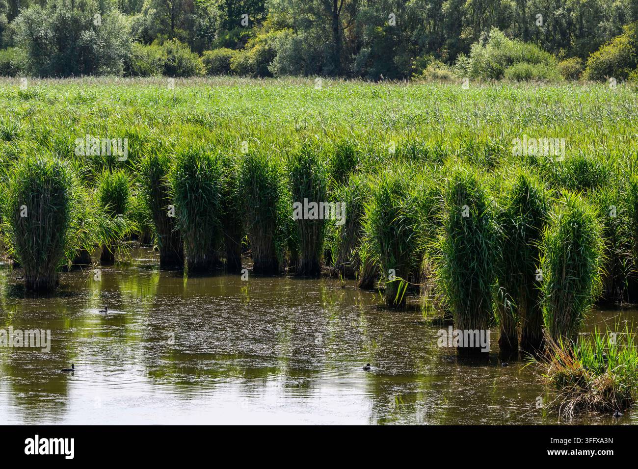 Le marais d'Harchies, situé dans la province de Hainaut en Wallonie, est un vaste complexe marécageux d'une superficie de 550 hectares. Issu d'affaissements Banque D'Images