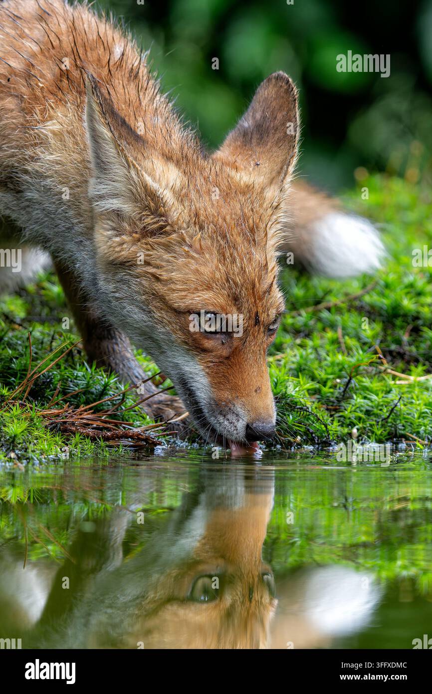 Jeune renard roux (Vulpes vulpes) cherchant de la nourriture et de l'eau dans la forêt de Noord-Brabant aux Pays-Bas Banque D'Images