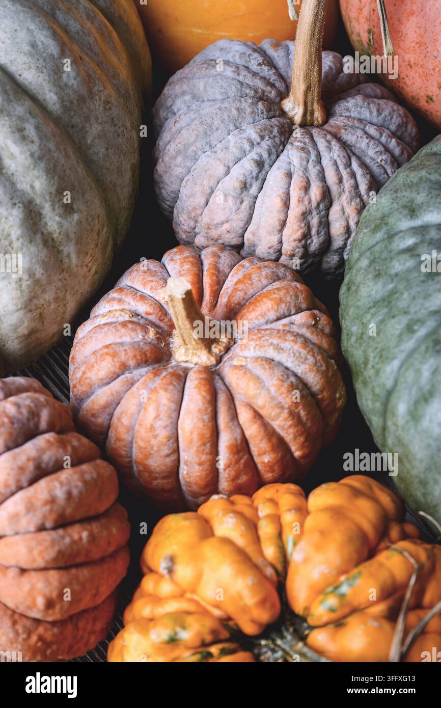 Composition macro de citrouilles ornementales aux couleurs et textures superposées d'automne. Fond de récolte confortable avec courges et ambiance saisonnière rustique Banque D'Images