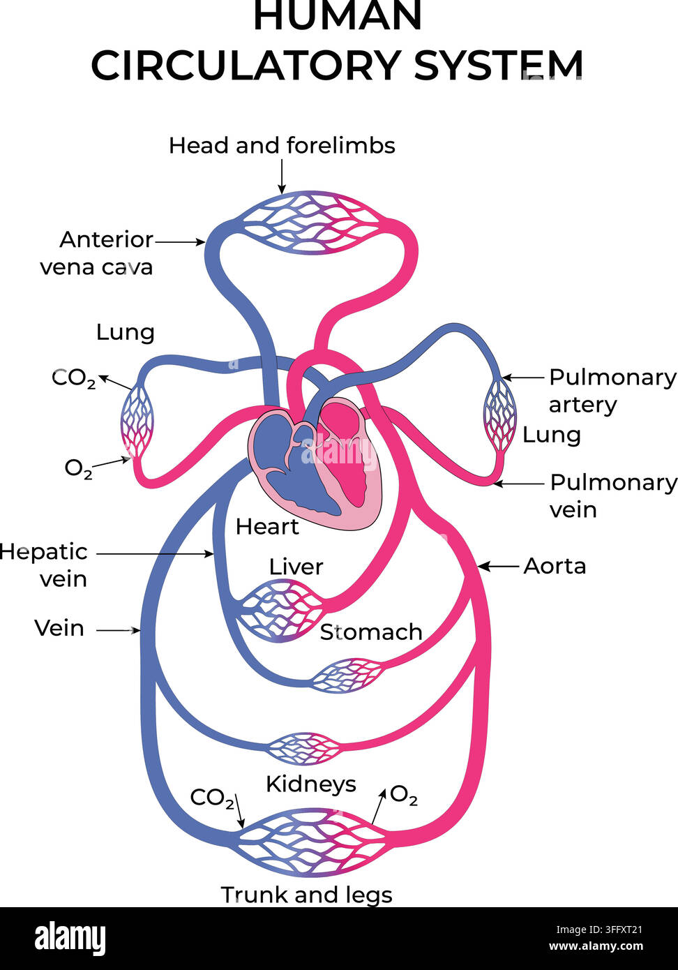 Système circulatoire humain montrant la circulation sanguine pulmonaire et systémique à travers les principaux organes Illustration de Vecteur
