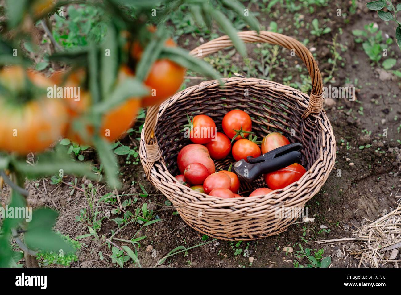 Panier de tomates cultivées maison avec des ciseaux de jardin sur la terre Banque D'Images