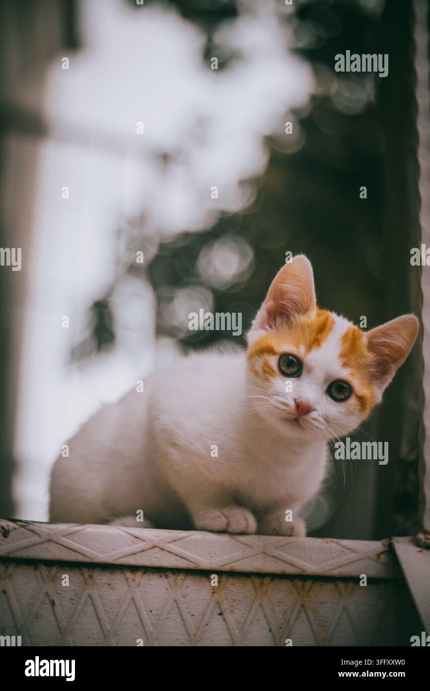 Chaton blanc et roux aux yeux verts assis sur une surface texturée. Banque D'Images