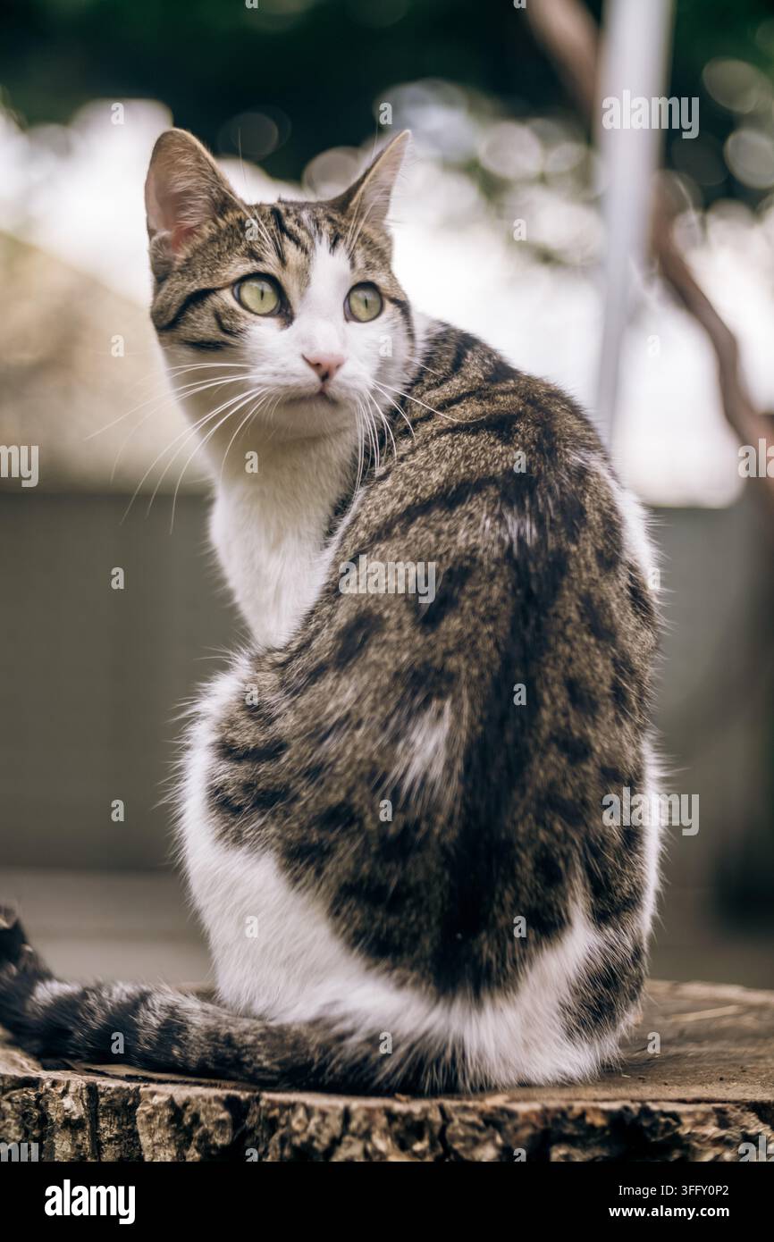 Chat tigré et blanc aux yeux verts assis sur une souche d'arbre en plein air. Banque D'Images