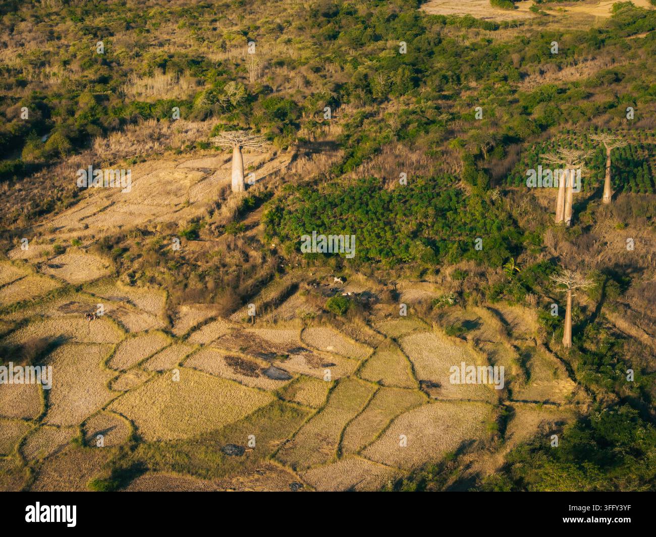 Vue aérienne des arbres baobabs emblématiques se dressant dans les champs secs de l'Avenue des Baobabs, avec les parcelles agricoles environnantes et la végétation luxuriante Banque D'Images
