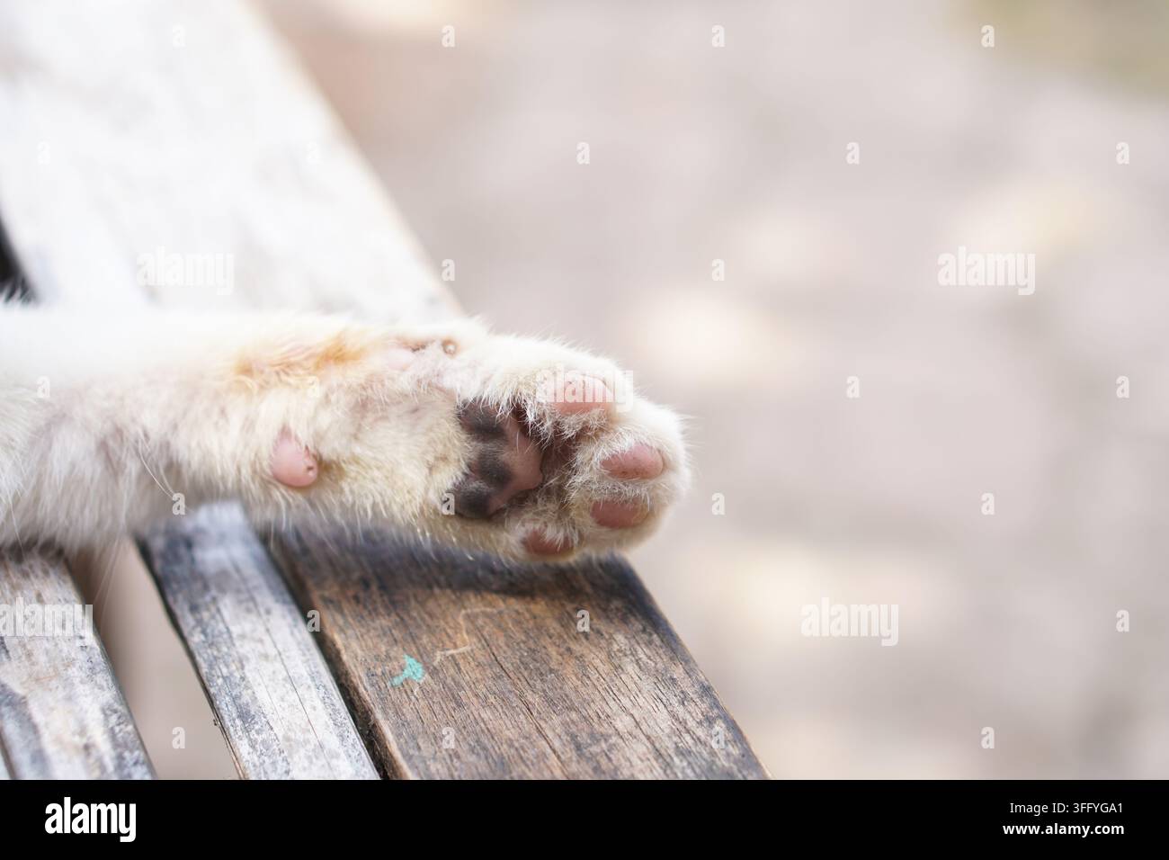 Gros plan d'une patte de chat duveteuse reposant sur un banc en bois patiné, montrant des coussinets rose doux devant un arrière-plan flou en extérieur. Banque D'Images