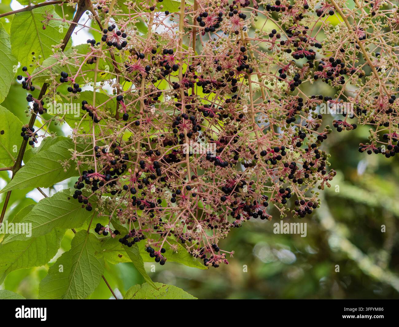 Baies noires du début de l'automne parmi les panicules ramifiées de l'arbre de jardin décoratif et robuste, Aralia elata Banque D'Images