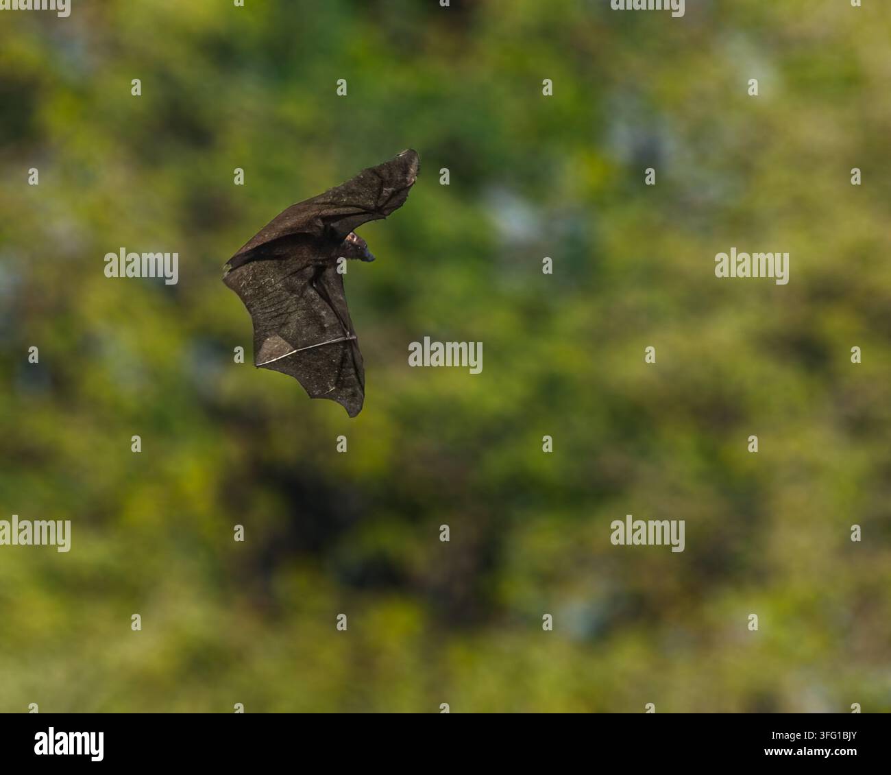 Une chauve-souris entrant dans l'arbre pour atterrir Banque D'Images