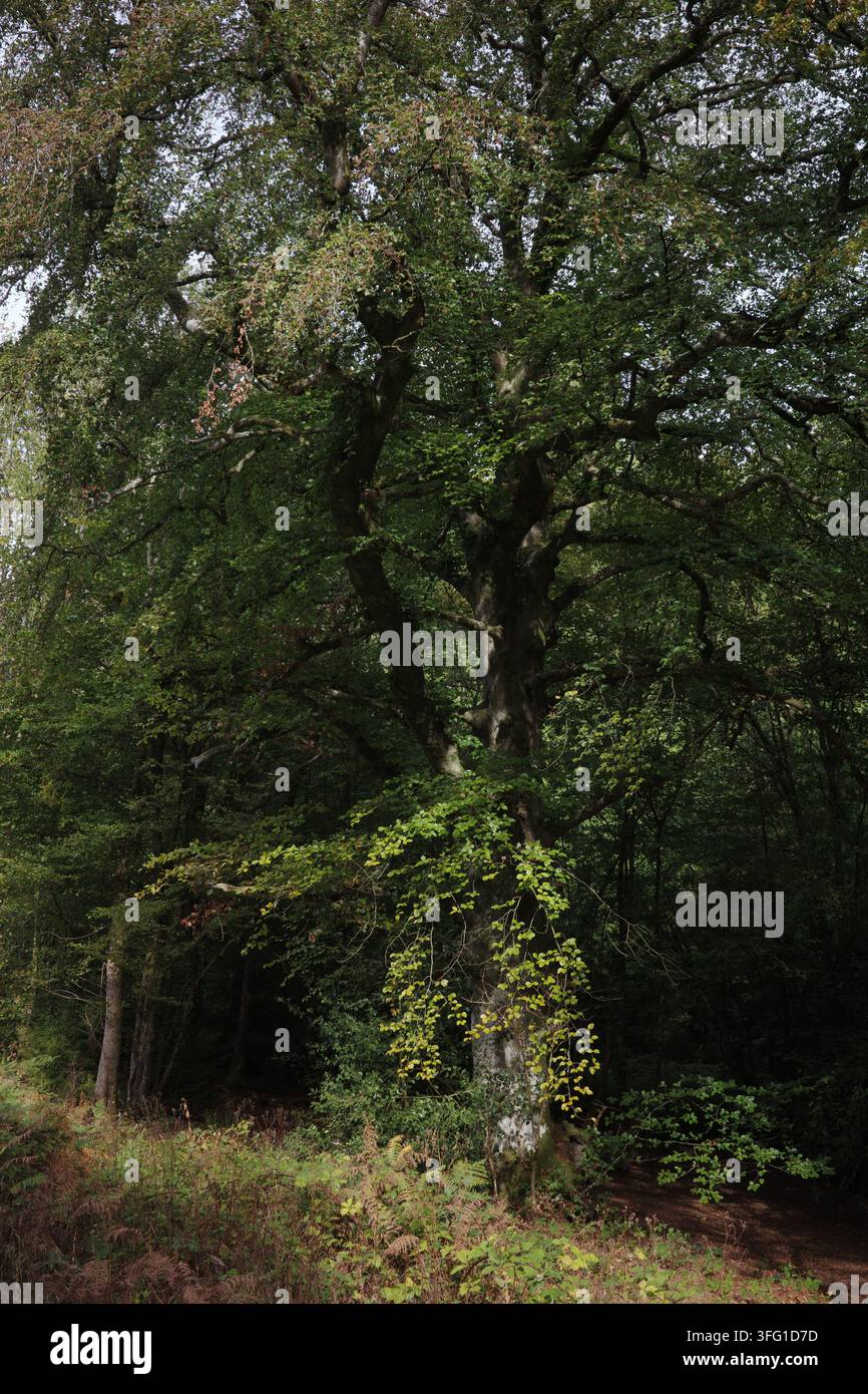 Un vieux hêtre se dresse fièrement au cœur d’une forêt dense, son large feuillage captant une lumière tamisée avec le sous-bois environnant Banque D'Images