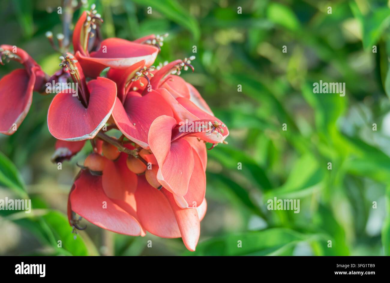 Close-up des fleurs rouge vif du corailbaum Cockspur avec un fond naturel de feuillage vert doux en extérieur Banque D'Images