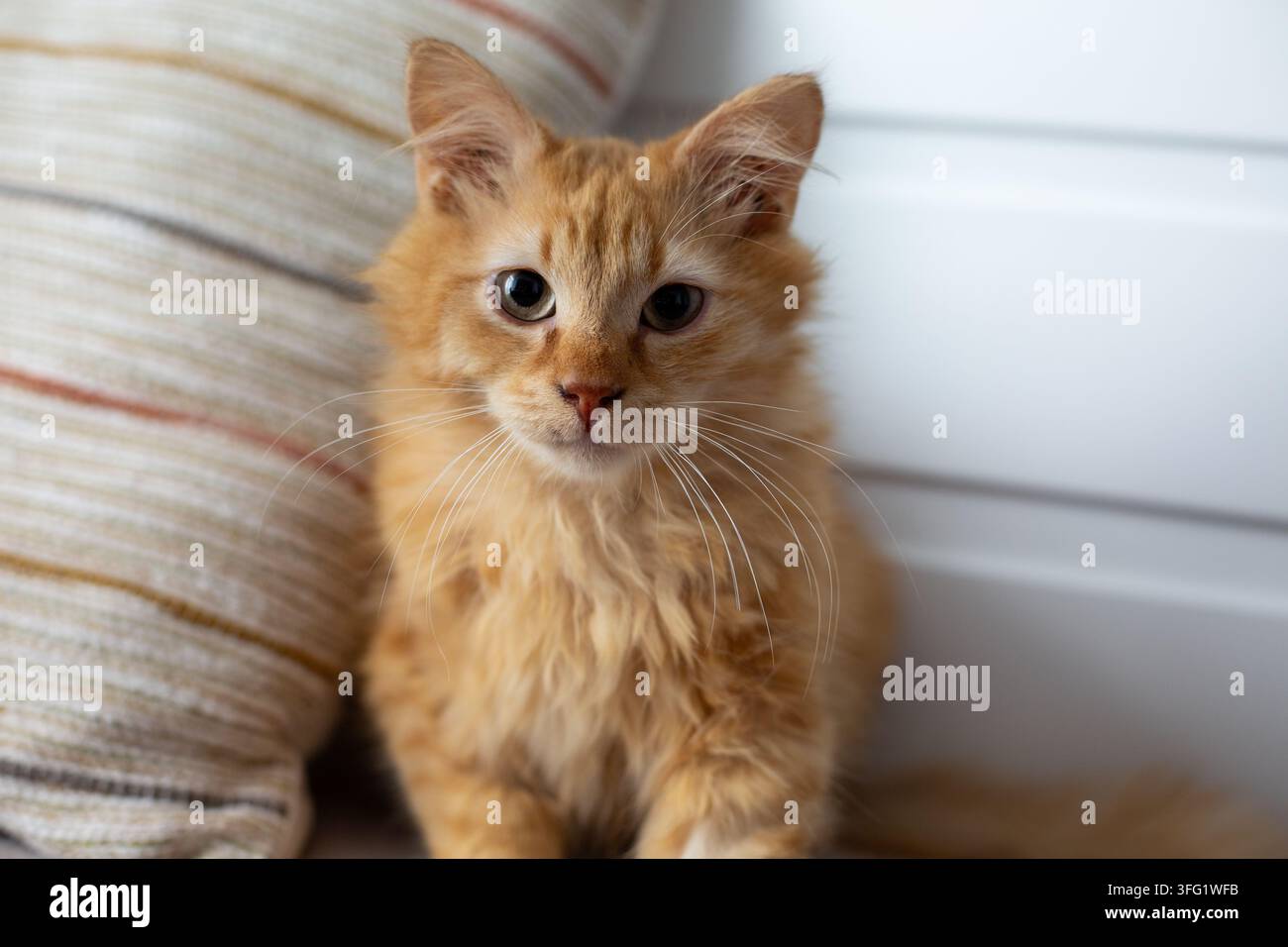 Mignon petit chat roux assis sur un canapé Banque D'Images